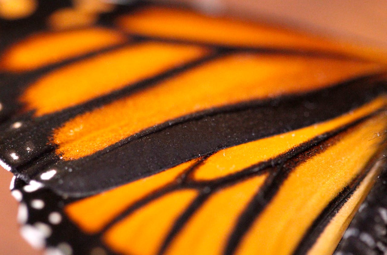 pexels-sephina-cornwall-759251776-29496452