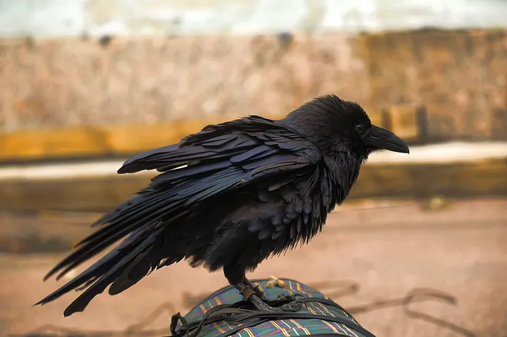 vulnerável 0_-9eZwA_ccuilBQF3